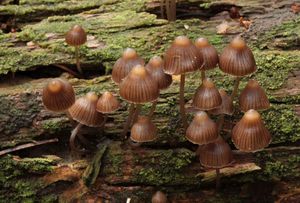 Helmovka louhová - Mycena stipata Maas Geest. & Schwöbel 1987