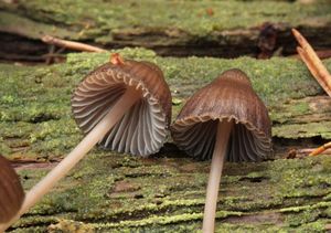 Helmovka louhová - Mycena stipata Maas Geest. & Schwöbel 1987