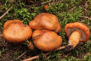 Čirůvka oranžová - Tricholoma aurantium (Schaeff.) Ricken 1914