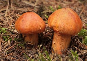 Čirůvka oranžová - Tricholoma aurantium (Schaeff.) Ricken