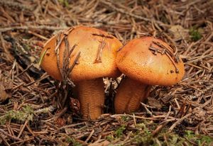 Čirůvka oranžová - Tricholoma aurantium (Schaeff.) Ricken