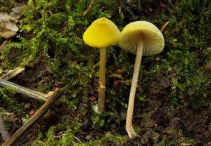 Závojenka játrová - Entoloma pleopodium (Bull.) Noordel.