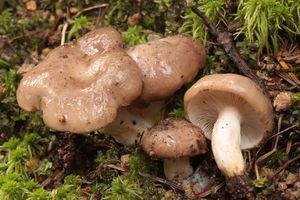 Ryzec bledoslizký - Lactarius albocarneus