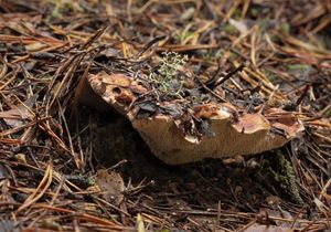 Bělozub osmahlý - Phellodon fuligineolbus (J.C. Schmidt) Baird 2013