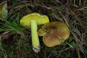 Čirůvka osiková - Tricholoma frondosae Kalamees & Shchukin 2001