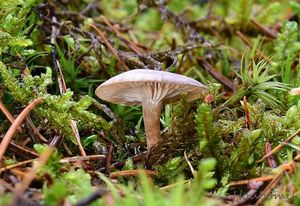 Strmělka ojíněná - Clitocybe pruinosa (Lasch) P. Kumm.