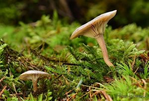 Strmělka ojíněná - Clitocybe pruinosa (Lasch) P. Kumm.