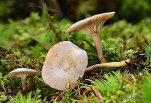 Strmělka ojíněná - Clitocybe pruinosa (Lasch) P. Kumm.