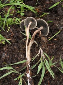 Kropenatec motýlovitý - Panaeolus papilionaceus ( Bull. ) Quél.