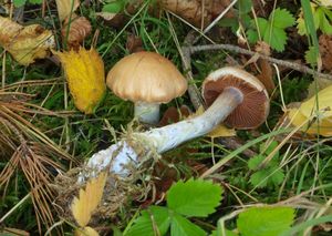 Pavučinec krásný - Cortinarius (Telamonia) venustus P. Karst.