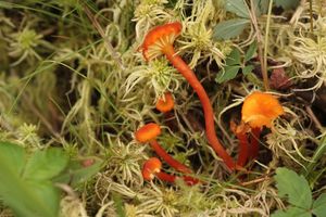 Voskovka vroubkovaná - Hygrocybe coccineocrenata (P.D.Orton) M. M. Moser