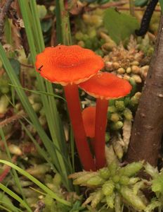 Voskovka vroubkovaná - Hygrocybe coccineocrenata (P.D.Orton) M. M. Moser