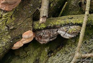 Ohňovec ovocný - Phellinus pomaceus (Pers.) Maire