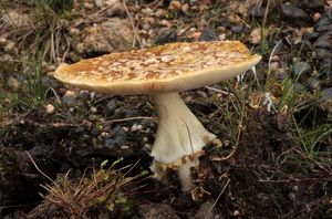 Muchomůrka královská - Amanita regalis (Fr.) Michael 1904