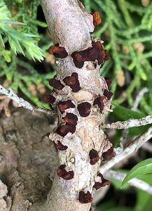 Rez hrušňová - Gymnosporangium sabinae (Dicks.) G. Winter 1884