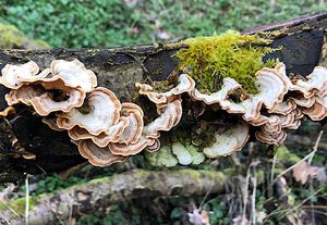 Pevník chlupatý - Stereum hirsutum (Willd.) Pers. 1800