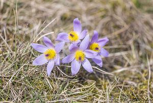 Koniklec velkokvětý (Pulsatilla grandis)