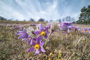 Koniklec velkokvětý (Pulsatilla grandis)