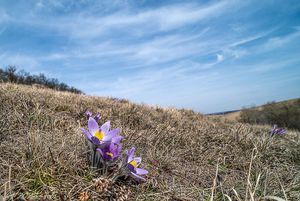 Koniklec velkokvětý (Pulsatilla grandis)