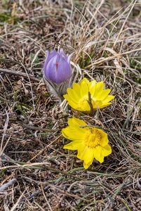 Koniklec velkokvětý (Pulsatilla grandis)