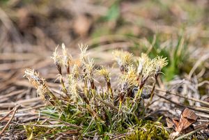 Ostřice nízká (Carex humilis)
