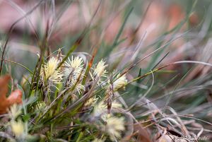 Ostřice nízká (Carex humilis)