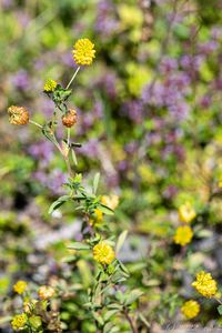 Jetel zlatý (Trifolium aureum)