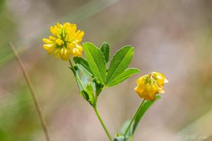 Jetel zlatý (Trifolium aureum)