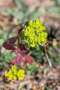 Pryšec kolovratec (Euphorbia helioscopia)