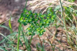 Pryšec kolovratec (Euphorbia helioscopia)