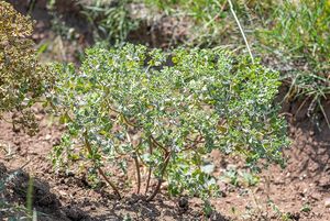 Pryšec kolovratec (Euphorbia helioscopia)