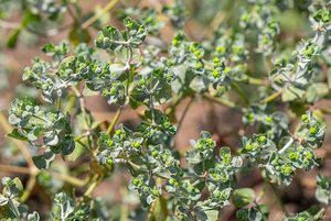 Pryšec kolovratec (Euphorbia helioscopia)