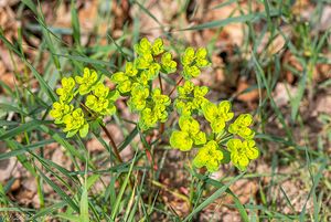 Pryšec kolovratec (Euphorbia helioscopia)