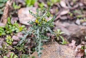 Starček obecný (Senecio vulgaris)