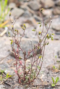 Starček obecný (Senecio vulgaris)