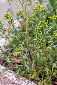 Starček obecný (Senecio vulgaris)