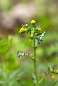 Starček obecný (Senecio vulgaris)