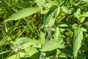 Chrpa parukářka (Centaurea pseudophrygia)