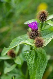 Chrpa parukářka (Centaurea pseudophrygia)