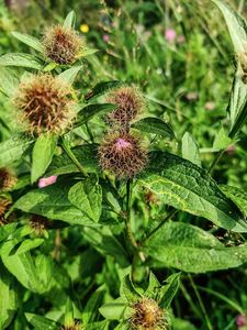 Chrpa parukářka (Centaurea pseudophrygia)