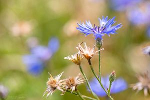 Chrpa modrá (Centaurea cyanus)