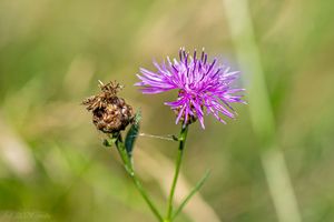 Chrpa luční (Centaurea jacea)