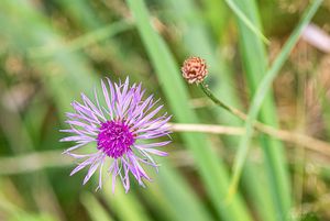 Chrpa luční (Centaurea jacea)