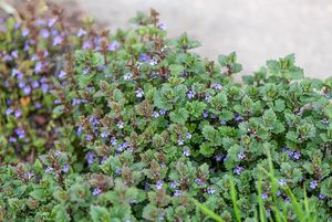 Popenec obecný (Glechoma hederacea)