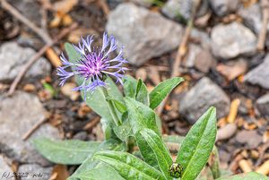 Chrpa horská (Centaurea montana)