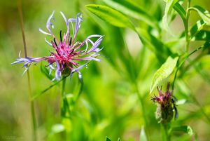 Chrpa chlumní (Centaurea triumfettii)