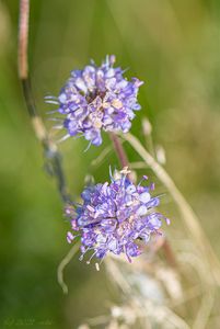 Čertkus luční (Succisa pratensis)