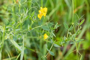 Hrachor luční (Lathyrus pratensis L.)