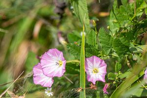 Svlačec rolní (Convolvulus arvensis L.)