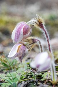 Koniklec jarní (Pulsatilla vernalis)